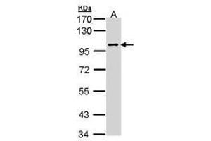 Image no. 1 for anti-C-Jun-Amino-Terminal Kinase-Interacting Protein 2 (JIP-2) (AA 579-774) antibody (ABIN467538) (IB2 抗体  (AA 579-774))