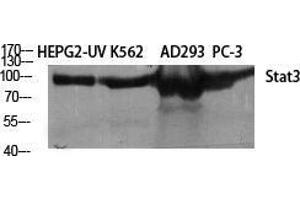Western Blotting (WB) image for anti-Signal Transducer and Activator of Transcription 3 (Acute-Phase Response Factor) (STAT3) (Tyr1222) antibody (ABIN3187081)