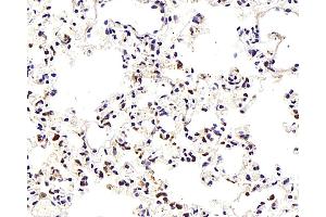 Immunohistochemistry analysis of paraffin-embedded Mouse lung using TEK Polyclonal Antibody at dilution of 1:300. (TEK 抗体)