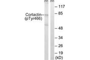 Western blot analysis of extracts from 293 cells, using Cortactin (Phospho-Tyr466) Antibody. (Cortactin 抗体  (pTyr466))