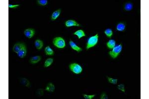 Immunofluorescence staining of A549 cells with ABIN7158018 at 1:33, counter-stained with DAPI. (FAM89B 抗体  (AA 1-162))