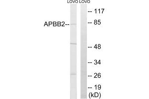 Western blot analysis of extracts from LOVO cells, using APBB2 antibody. (APBB2 抗体  (Internal Region))