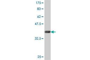 Western Blot detection against Immunogen (35. (NEU1 抗体  (AA 334-415))