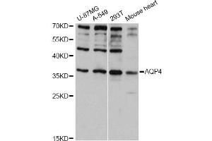 Western blot analysis of extracts of various cell lines, using AQP4 antibody (ABIN5971492) at 1:3000 dilution. (Aquaporin 4 抗体)