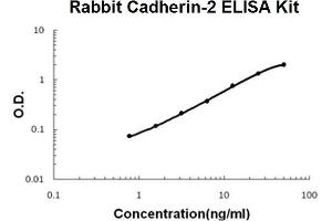 Rabbit Cadherin-2/N-Cadherin PicoKine ELISA Kit standard curve (N-Cadherin ELISA 试剂盒)
