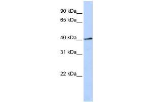 WB Suggested Anti-FOXL1 Antibody Titration: 0.