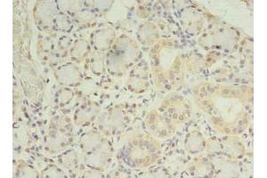 Immunohistochemistry of paraffin-embedded human pancreatic tissue using ABIN7165992 at dilution of 1:100 (PRRC1 抗体  (AA 200-445))