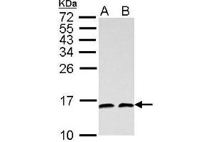 Western Blotting (WB) image for anti-NHP2 Non-Histone Chromosome Protein 2-Like 1 (NHP2L1) (full length) antibody (ABIN2856662)