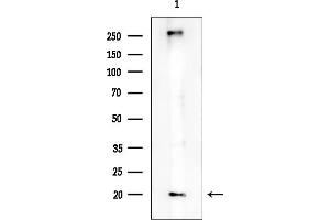 anti-Ribosomal Protein S27L (RPS27L) (N-Term) antibody