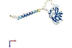 Protein Structure (PS) image for Killer Cell Lectin-Like Receptor Subfamily K, Member 1 (KLRK1) (AA 1-232) protein (His tag) (ABIN7562401)