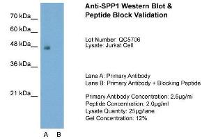 Host:  Rabbit  Target Name:  SPP1  Sample Type:  Jurkat  Lane A:  Primary Antibody  Lane B:  Primary Antibody + Blocking Peptide  Primary Antibody Concentration:  2. (Osteopontin 抗体  (C-Term))