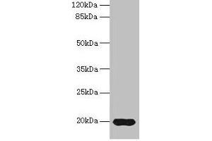 Western blot All lanes: Reg3g antibody at 14 μg/mL + Mouse kidney tissue Secondary Goat polyclonal to rabbit IgG at 1/10000 dilution Predicted band size: 20 kDa Observed band size: 20 kDa