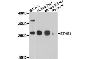 Western blot analysis of extracts of various cell lines, using ETHE1 antibody (ABIN4903613) at 1:1000 dilution. (ETHE1 抗体)