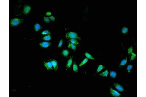 Immunofluorescent analysis of HepG2 cells using ABIN7149930 at dilution of 1:100 and Alexa Fluor 488-congugated AffiniPure Goat Anti-Rabbit IgG(H+L) (DPYSL2 抗体  (AA 1-572))