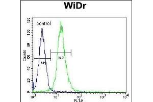 WDR5B Antibody (N-term) (ABIN655005 and ABIN2844640) flow cytometric analysis of WiDr cells (right histogram) compared to a negative control cell (left histogram). (WDR5B 抗体  (N-Term))