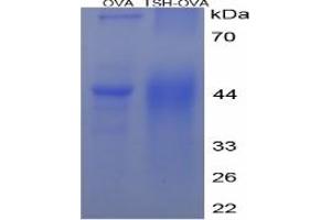 SDS-PAGE of Protein Standard from the Kit (Synthesized rat TSH). (TSH ELISA 试剂盒)