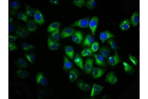 Immunofluorescence staining of Hela cells with ABIN7175626 at 1:133, counter-stained with DAPI. (VN1R1 抗体  (AA 1-56))