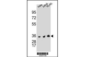 TYSY Antibody (C-term) A western blot analysis in Hela,Jurkat and HL-60 cell line lysates (35 μg/lane). (TYMS 抗体  (C-Term))