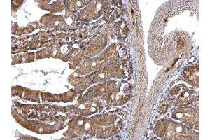 IHC-P Image ETEA antibody [C3], C-term detects ETEA protein at cytoplasm on mouse intestine by immunohistochemical analysis. (FAF2 抗体  (C-Term))