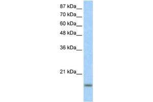 Western Blotting (WB) image for anti-Inhibitor of DNA Binding 3, Dominant Negative Helix-Loop-Helix Protein (ID3) antibody (ABIN2460429) (ID3 抗体)