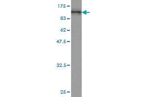 Western Blot detection against Immunogen (97. (RALBP1 抗体  (AA 1-655))