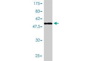 Western Blot detection against Immunogen (53. (YWHAB 抗体  (AA 1-246))