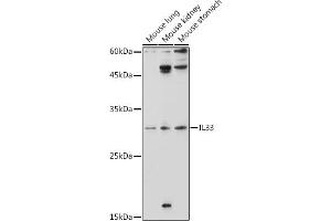 Western blot analysis of extracts of various cell lines, using IL33 antibody (ABIN6128136, ABIN6142383, ABIN6142385 and ABIN6224121) at 1:1000 dilution. (IL-33 抗体  (AA 95-270))