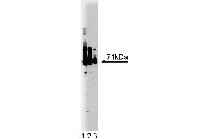 Western blot analysis of EFP on a human endothelial cell lysate. (TRIM25 抗体  (AA 32-210))