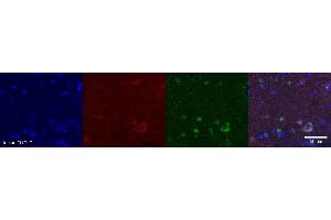 Immunohistochemistry (IHC) image for anti-Neuromedin U (NMU) antibody (ABIN7456027) (Neuromedin U 抗体)