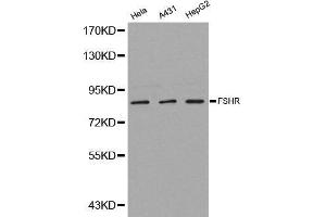 Western blot analysis of extracts of various cell lines, using FSHR antibody. (FSHR 抗体  (AA 631-695))