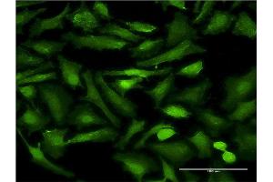 Immunofluorescence (IF) image for anti-EH-Domain Containing 2 (EHD2) (AA 365-427) antibody (ABIN526282)