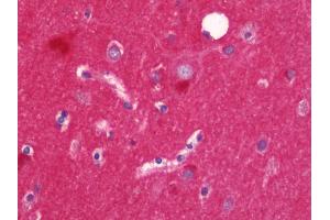 Anti-Alpha SNAP antibody IHC staining of human brain, cortex. (NAPA 抗体  (AA 78-295))