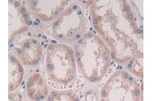 DAB staining on IHC-P; Samples: Human Kidney Tissue (IFNA2 抗体  (AA 24-188))