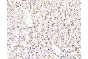 Immunohistochemistry analysis of paraffin-embedded mouse liver using CD107b Polyclonal Antibody at dilution of 1:400. (LAMP2 抗体)