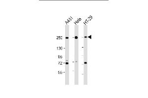 All lanes : Anti-MYH9 Antibody (C-term) at 1:2000 dilution Lane 1: A431 whole cell lysate Lane 2: Hela whole cell lysate Lane 3: HT-29 whole cell lysate Lysates/proteins at 20 μg per lane. (Myosin 9 抗体  (C-Term))