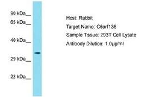 Image no. 1 for anti-Chromosome 6 Open Reading Frame 136 (C6ORF136) (AA 116-165) antibody (ABIN6750777) (C6ORF136 抗体  (AA 116-165))
