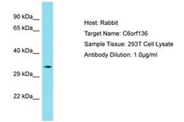 C6ORF136 抗体  (AA 116-165)