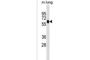 ENO4 Antibody (Center) (ABIN1538383 and ABIN2850079) western blot analysis in mouse lung tissue lysates (35 μg/lane). (ENO4 抗体  (AA 388-414))