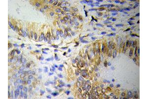 Immunohistochemistry (IHC) image for anti-Olfactomedin 1 (OLFM1) (AA 90-220) antibody (ABIN3020820) (Olfactomedin 1 抗体  (AA 90-220))