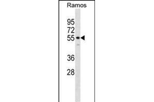 IQCB1 Antibody (Center) (ABIN1538379 and ABIN2848714) western blot analysis in Ramos cell line lysates (35 μg/lane). (IQCB1 抗体  (AA 384-411))