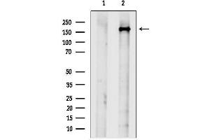 Western blot analysis of lysates from RAW264.