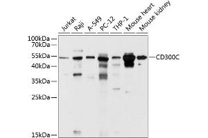 Western blot analysis of extracts of various cell lines, using CD300C antibody (ABIN6130071, ABIN6138161, ABIN6138162 and ABIN6214666) at 1:1000 dilution. (CD300c 抗体  (AA 21-183))
