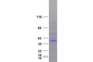 Western Blotting (WB) image for G Protein Pathway Suppressor 2 (GPS2) protein (Myc-DYKDDDDK Tag) (ABIN2722201)