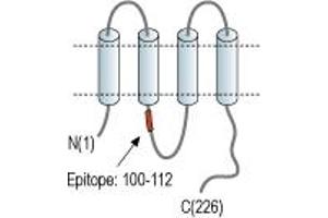 Representative domain view of the target of ABIN7885026.
