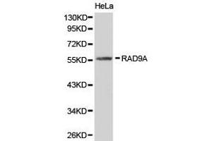 Western Blotting (WB) image for anti-RAD9 Homolog A (S. Pombe) (RAD9A) antibody (ABIN1874534)