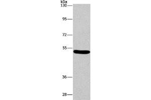 Western Blot analysis of Mouse brain tissue using ARC Polyclonal Antibody at dilution of 1:597 (ARC 抗体)