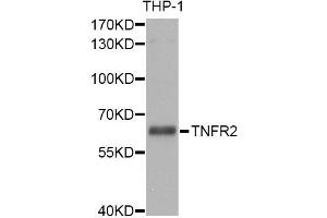 Western blot analysis of extracts of THP-1 cells, using TNFRSF1B antibody (ABIN5970451) at 1/1000 dilution. (TNFRSF1B 抗体)