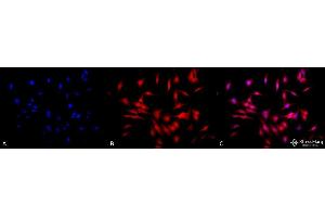 Immunocytochemistry/Immunofluorescence analysis using Rat Anti-HSF1 Monoclonal Antibody, Clone 4B4 . (HSF1 抗体  (AA 425-439) (HRP))