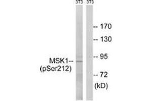 Western blot analysis of extracts from NIH-3T3 cells treated with EGF 200ng/ml 5', using MSK1 (Phospho-Ser212) Antibody. (MSK1 抗体  (pSer212))