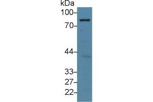 Western blot analysis of Human HeLa cell lysate, using Mouse AATF Antibody (5 µg/ml) and HRP-conjugated Goat Anti-Rabbit antibody ( (AATF 抗体  (AA 240-438))